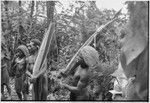 Pig festival, uprooting cordyline ritual, Tsembaga: men display large red pandanus fruits, associated with red spirit of the high ground