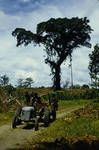 Timber area, Keravat, [Papua New Guinea], 1958