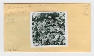 [Tribulus in Hawaii, envelope IE31-226]