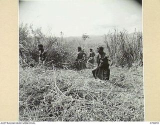 WAU, NEW GUINEA, 1944-02-23. NATIVE BOYS CUTTING AND BURNING KUNAI GRASS TO CLEAR AN AREA FOR THE NEW REST CAMP AT WAU. THE WORK IS BEING UNDEERTAKEN BY MEMBERS OF THE 2/4TH FIELD SQUADRON