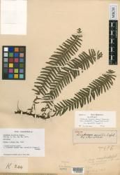 Lindsaea repens var. sessilis