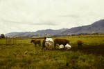 Village nucleus cattle herd, Western Highlands, Mar 1965