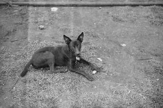 AITAPE, NORTH EAST NEW GUINEA. 1945-05-22. ON TADJI AIRFIELD, GEORGE, THE DOG - A BEAUFORT BOMBER SQUADRON MASCOT - WHO WAS POSTED MISSING IN AIR OPERATIONS