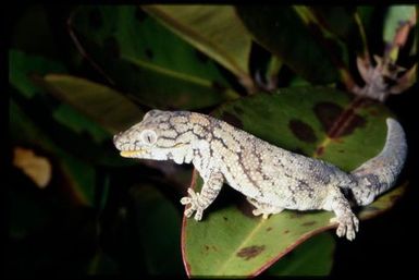 Eurydactylodes agricolae