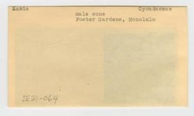 [Zamia in Hawaii, envelope IE21-064]