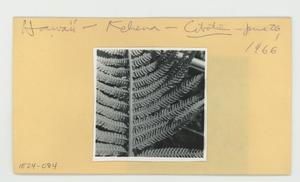 [Cibotium in Hawaii, envelope IE24-084]