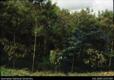 Cocoa plantation, Popondetta