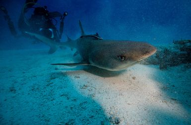 Underwater videographer Kina Scollay filming Triaenodon obesus (Whitetip Reef Shark) during the 2017 South West Pacific Expedition.