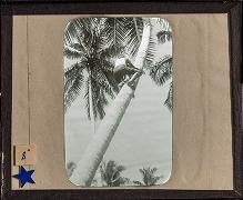 Photographs, negatives, and glass plate negatives concerning the Navy Surveying Expedition to the Phoenix and Samoan Islands, 1939