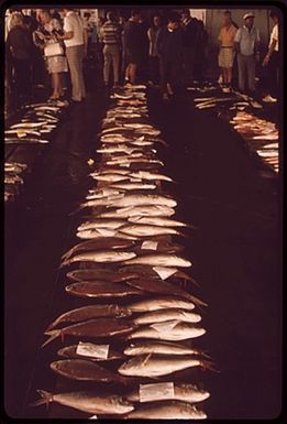 FISH AUCTION IS A DAILY EVENT