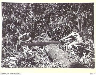 BOUGAINVILLE, 1945-06-18. SAPPER R. JACOBS (1) AND SAPPER M.C. CLARK (2), MEMBERS OF 23 FIELD COMPANY, ROYAL AUSTRALIAN ENGINEERS, SAWING LOGS IN THE JUNGLE