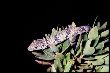 Eurydactylodes vieillardi