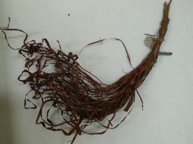 Levéldísz karkötőbe