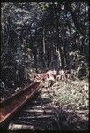 Canoe-building: men work together to pull hollowed log from forest