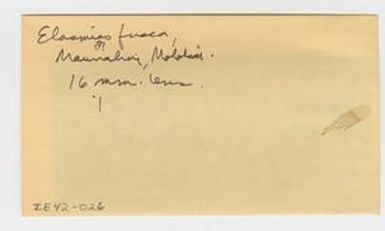 [Elasmias fusca in Hawaii, envelope IE42-026]