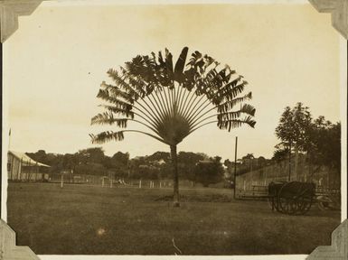 Travellers' Palm, 1928