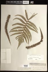 Sadleria cyatheoides