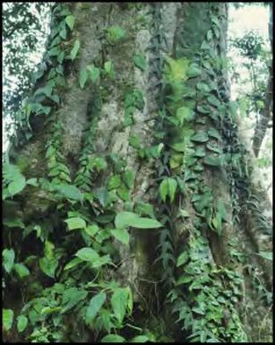 Tropical vine, Fiji, 1994 / Peter Dombrovskis