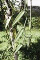 French Polynesia, close-up of vanilla bean vine growing on Moorea Island