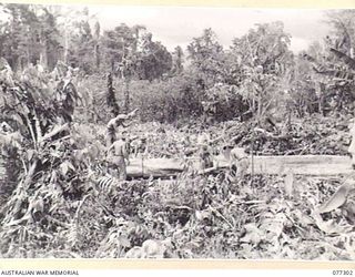 TOROKINA AREA, BOUGAINVILLE ISLAND. 1944-12-01. AUSTRALIAN TROOPS CLEARING A JUNGLE AREA DURING THE BUILDING OF THE 2/1ST AUSTRALIAN GENERAL HOSPITAL IN THE 4TH BASE SUB AREA