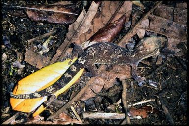 Bavayia cyclura