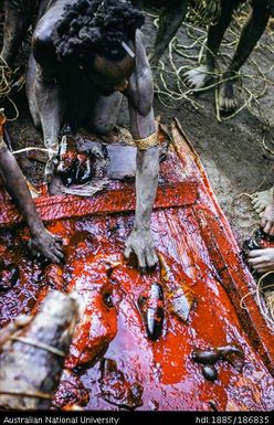 Man collecting pig remains