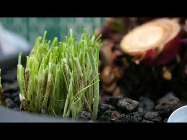 PBS Hawai‘i - HIKI NŌ Episode #917 | Maui Waena Intermediate - Maui | Aquaponics Farmer