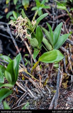 Flowering dendrobium orchid