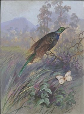 Magnificent riflebird, Ptiloris magnificus, Papua New Guinea, 1917 / Ellis Rowan