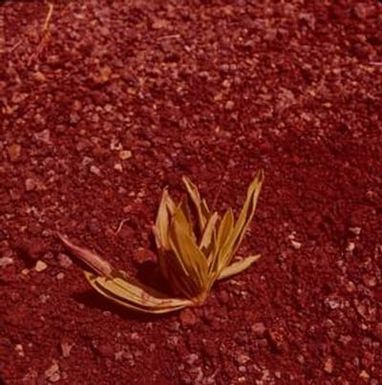 [Plantago hawaiensis in Hawaii, United States]