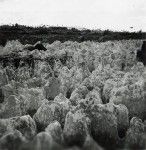 A lunar landscape after the phosphate extraction, atoll of Makatea