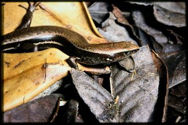 Caledoniscincus austrocaledonicus