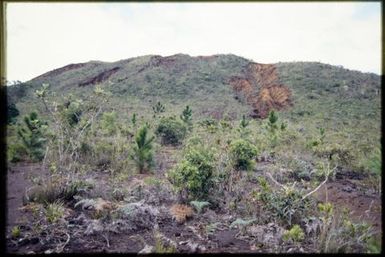 Wilding pines in maquis