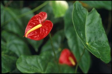 Red anthuriums