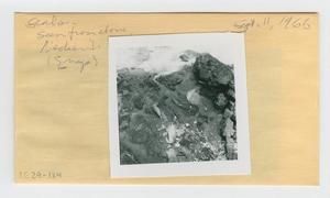 [Seals in Hawaii, envelope IE29-184]