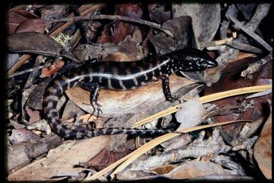 Skink sp.