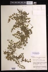 Lygodium microphyllum