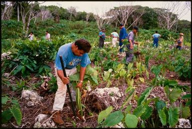 Harvesting talo for ear piercing ceremony, Lakepa, Niue