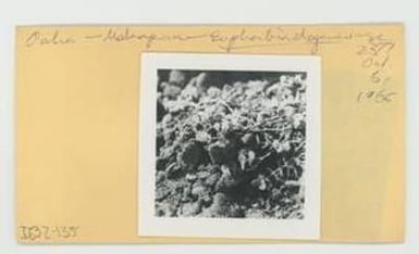 [Euphorbia degeneri in Hawaii, envelope IE32-135]