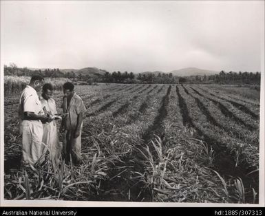 Farmers in a cane field