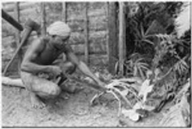 Maenaa'adi with new taro plant, probably gathered wild