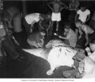 Dr. L. P. Schultz skinning a ten foot manta ray aboard the USS CHILTON, vicinity of Bikini Atoll, summer 1947