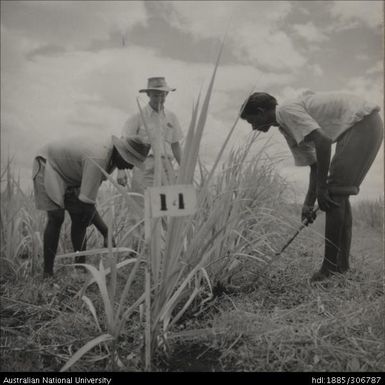 Field Officer and farmers inspecting cane