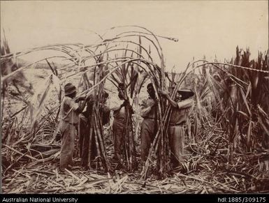 harvested stalks from cane stools, Labasa