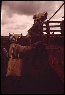 SUGARCANE WORKERS IN BONNETS OF A KIND CUSTOMARILY WORN BY THE JAPANESE WHO LABORED HERE A QUARTER OF A CENTURY EARLIER WORKERS ARE NOW MOSTLY FILIPINOS