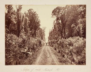 Five Mile Avenue, Forty Mile Bush. From the album: Views of New Zealand Scenery/Views of England, N. America, Hawaii and N.Z.