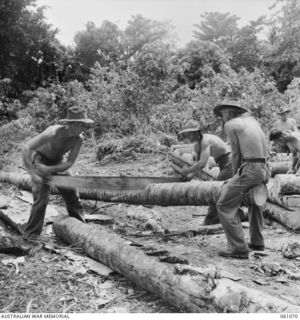 FINSCHHAFEN AREA, NEW GUINEA. 1943-11-04. TROOPS OF THE 2/3RD AUSTRALIAN FIELD COMPANY, ROYAL AUSTRALIAN ENGINEERS SAWING COCONUT LOGS TO BE USED IN THE CONSTRUCTION OF CULVERTS ON THE NEW SCARLET ..