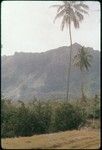 Moorea: View from Opunoho