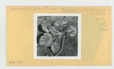 [Hibiscadelphus hualalaiensis in Hawaii, envelope IE26-029]