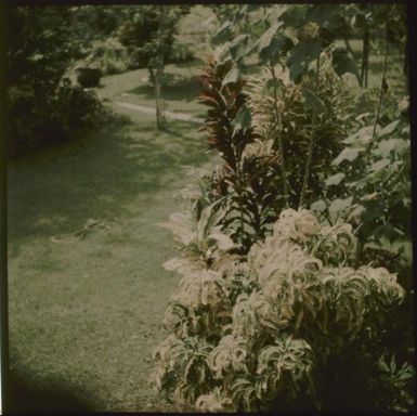 Flowering shrub at Botanical Gardens [?], Rabaul, New Guinea, ca. 1935 / Sarah Chinnery